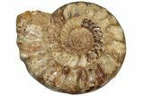 Monster, Ammonite (Kranosphinctes?) Fossil - Madagascar #207415-1